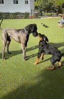 小狗未拴绳遭大狗撕咬罗威纳,女童被大狗撕咬事件后续罗威纳