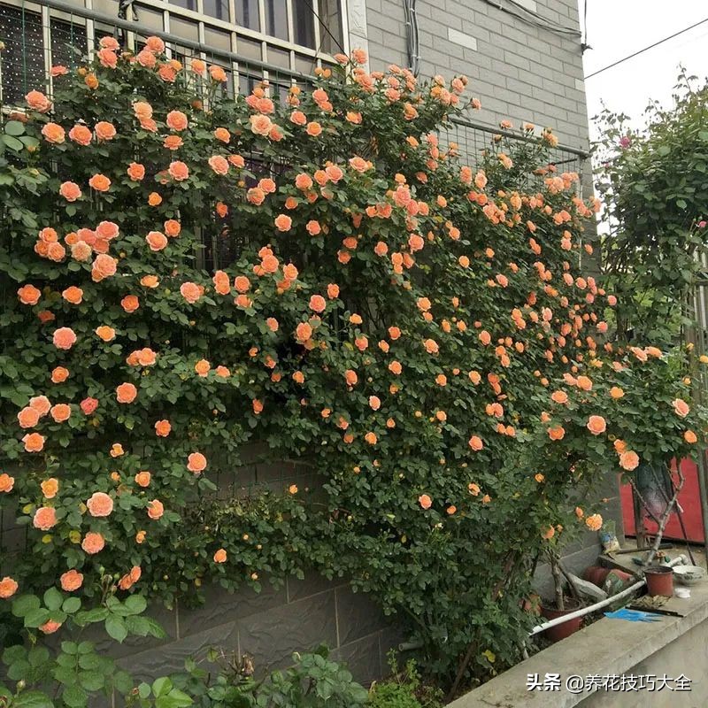 四季开花的月季又香又好养有几种,最漂亮10种盆栽月季