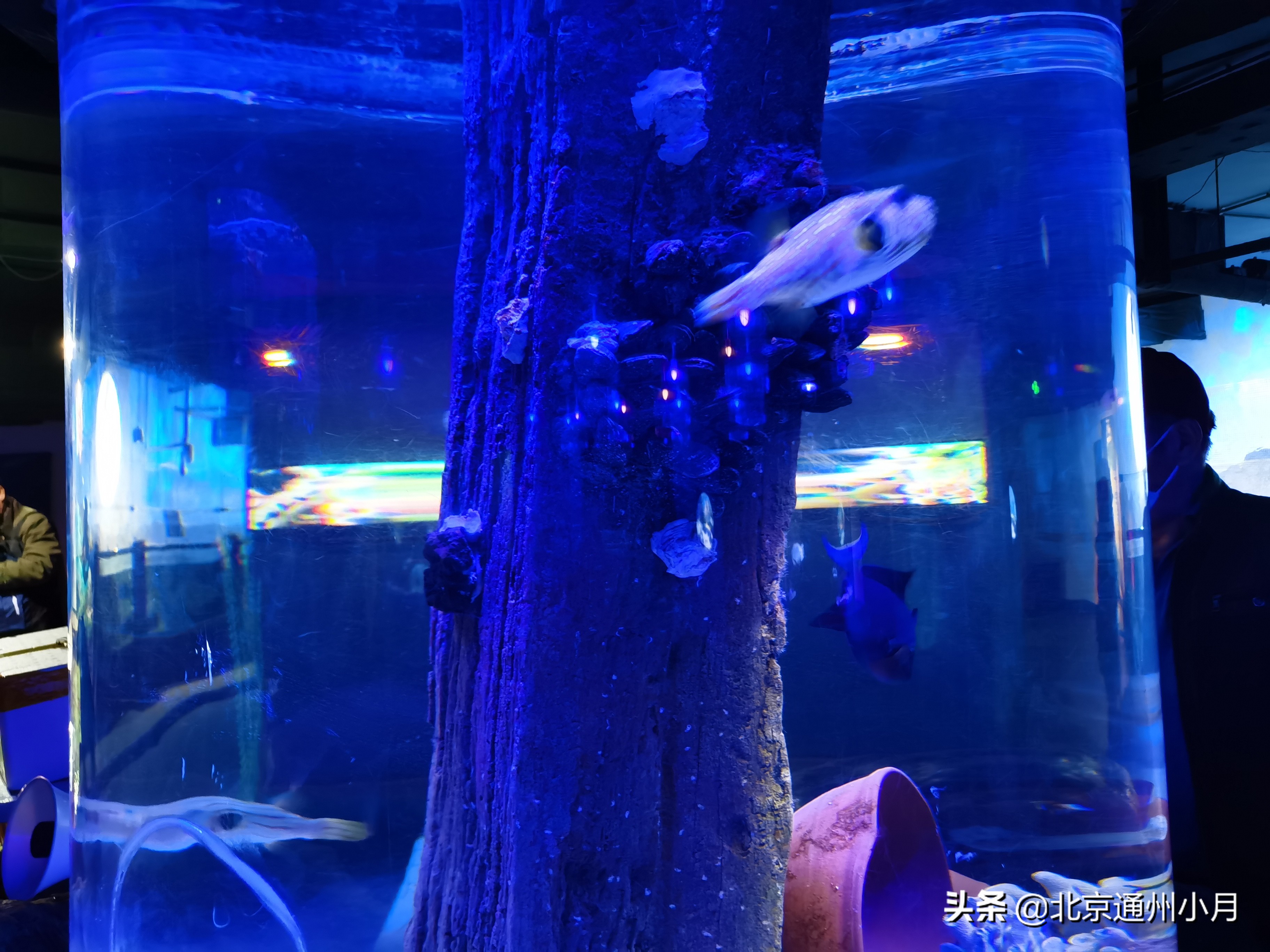 北京海底世界游览时间表,北京海底世界值得玩