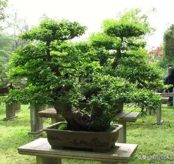 下山桩杀根没到位怎么处理,下山桩的处理方法