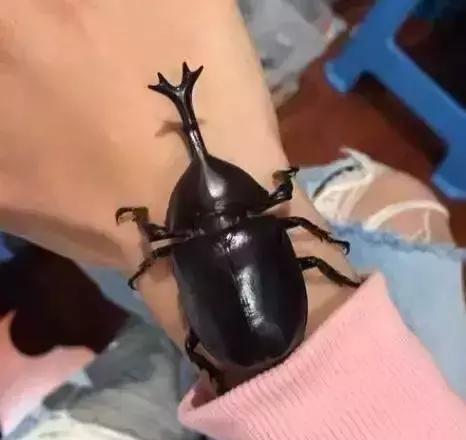 重口味慎入！美女玩起了大肉虫子，竟盘得又红又亮！