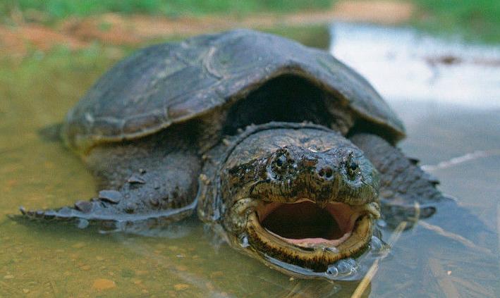 甲鱼要怎么养啊,甲鱼要怎么养大