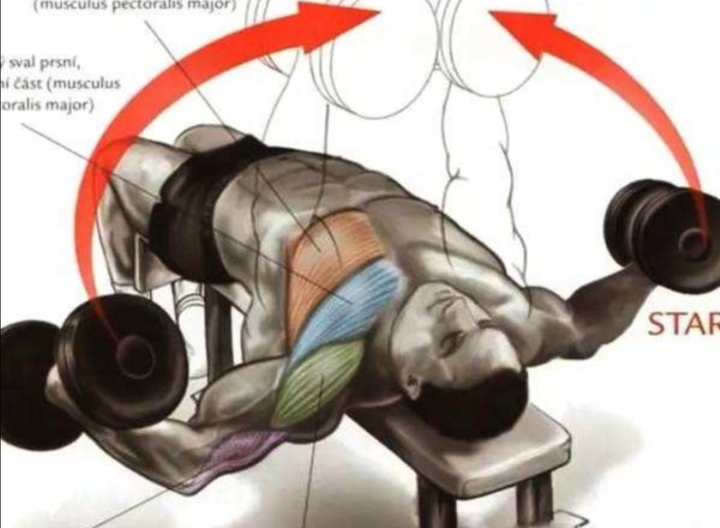 哑铃飞鸟练胸的正确方法,哑铃飞鸟正确做法