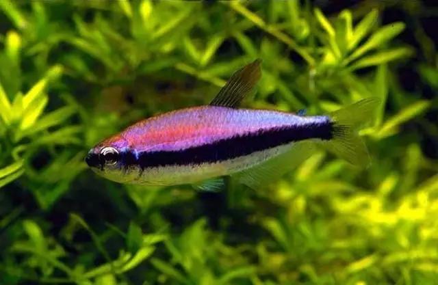 灯鱼草缸造景教程,草缸造景养什么鱼