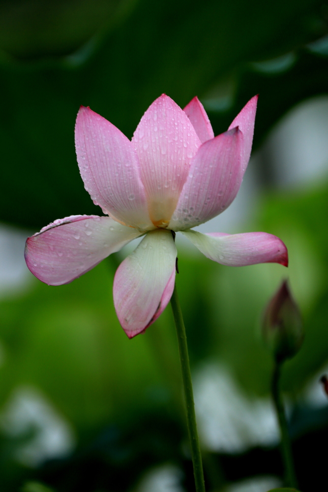 荷花朵朵歌曲完整版,口琴演奏绿岛小夜曲a调完整版