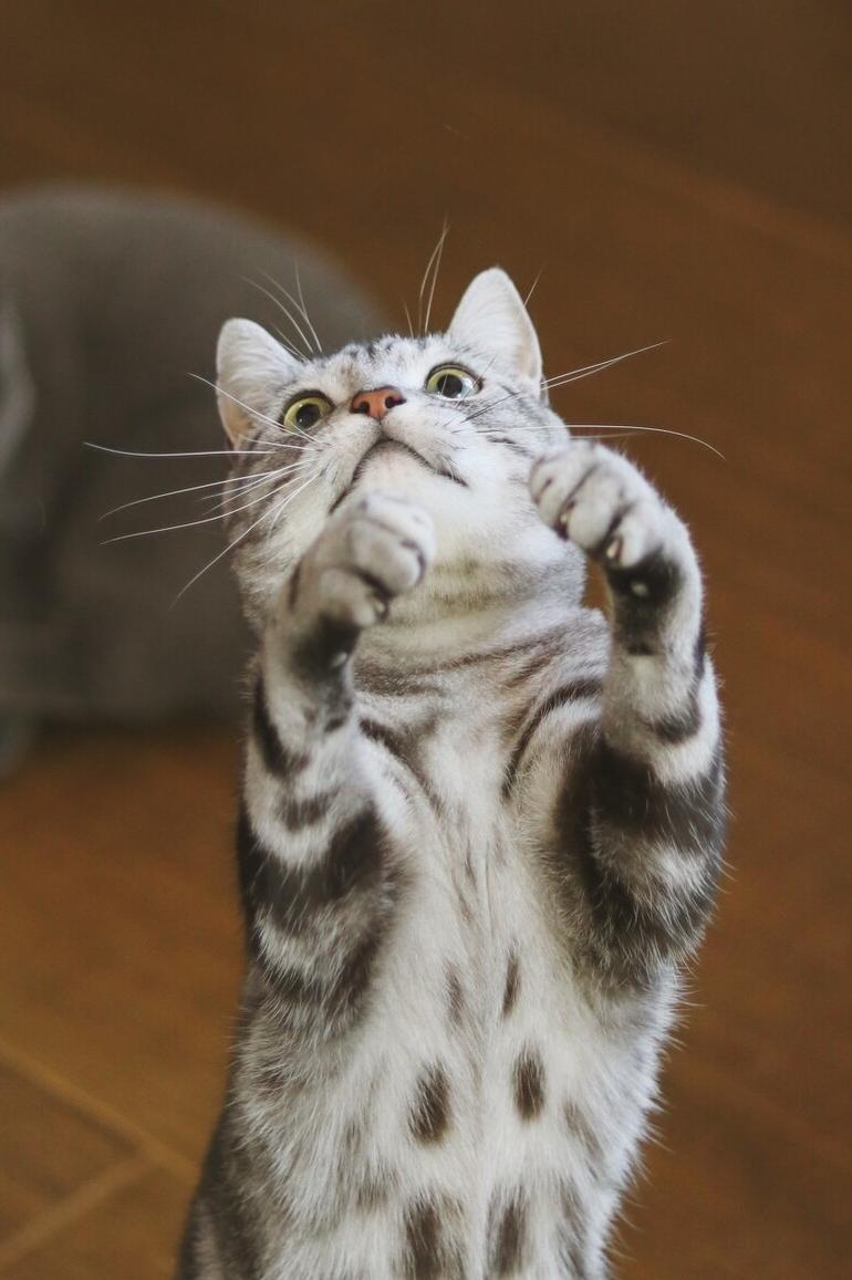 劝退一个想养美短猫的人,劝退养月季系列