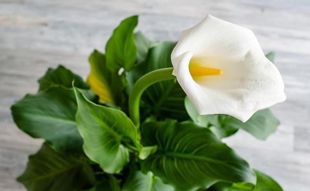 马蹄莲的养殖方法及注意事项,马蹄莲的养殖方法和注意事项详解