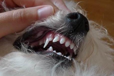 比熊双排牙有什么影响吗,比熊双排牙图片