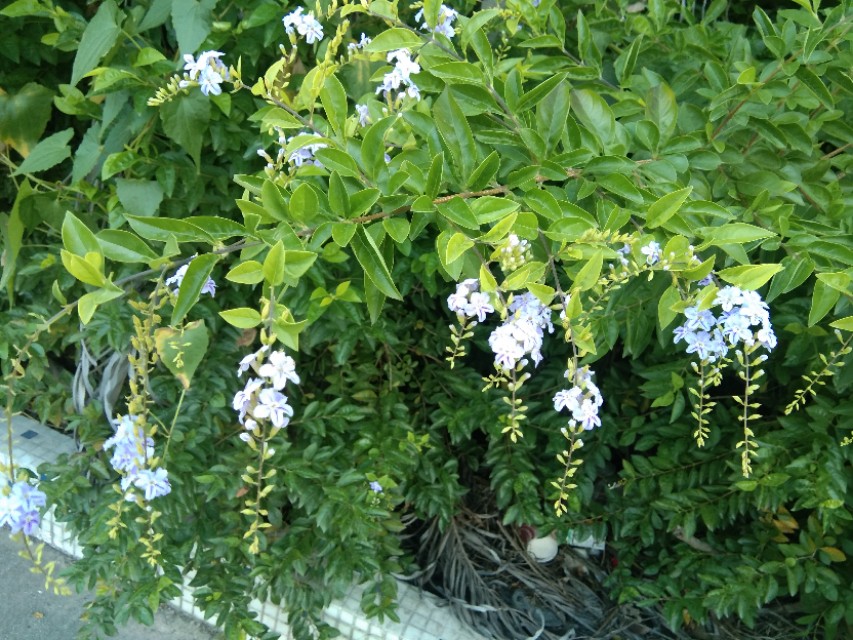 痘痘的防治方法有哪些,痘痘种类及去除办法