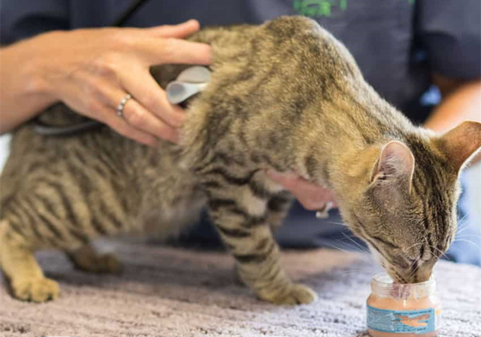 辟谣，猫咪白细胞激增就是患病？主人被告知：压力也会导致其升高