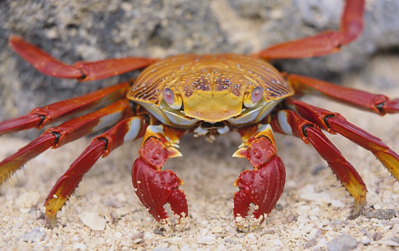 20个超有趣的冷知识问题,有知识又好笑的冷知识