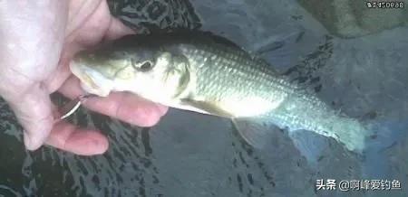 重唇鱼，重口鱼，除了是鱼，可以吃，还有它的食补功效你了解吗？