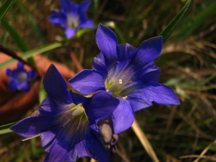 诗经卉木萋萋,卉木萋萋仓庚喈喈采蘩祁祁读音