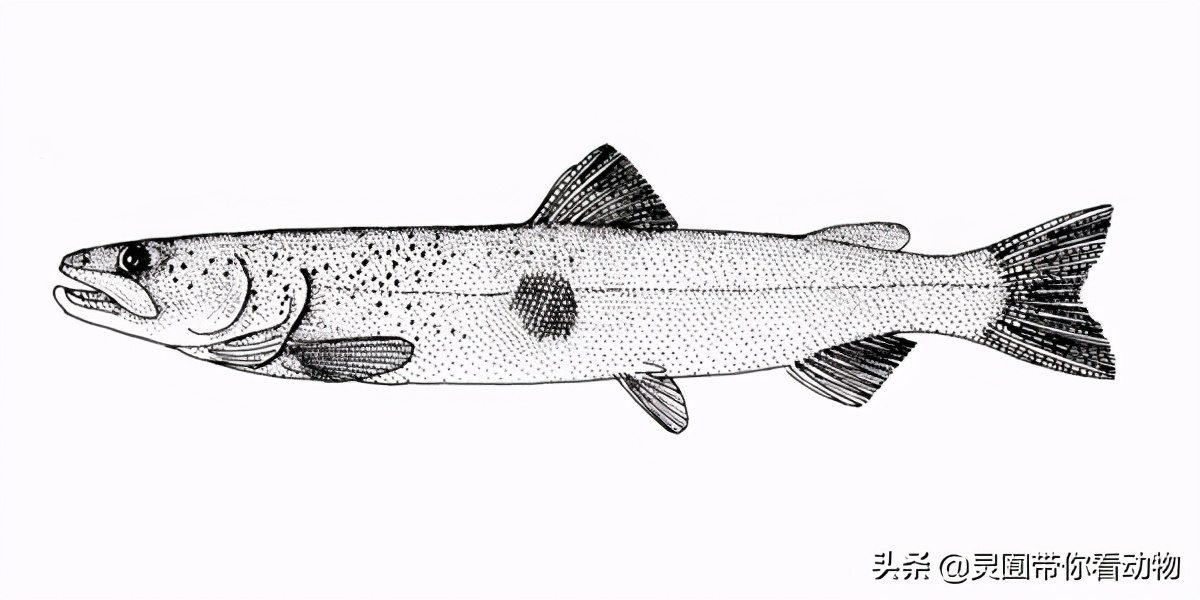 金日成爱吃的它,居然已经在国内绝迹?