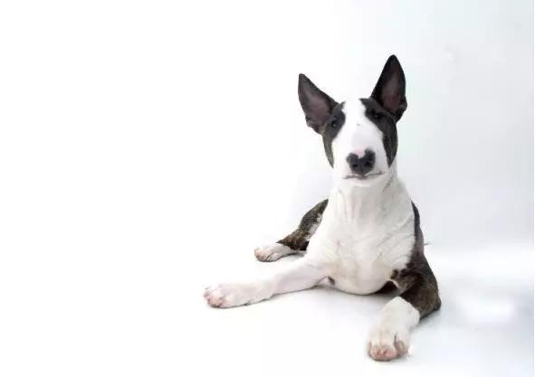 45种狗狗很难得一见你认识几种,45种最难得一见的狗