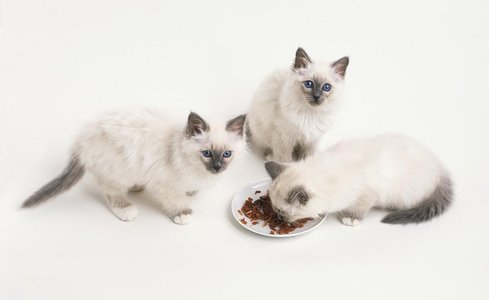 为什么猫吃了异烟肼没事,毒猫粮对猫有什么危害