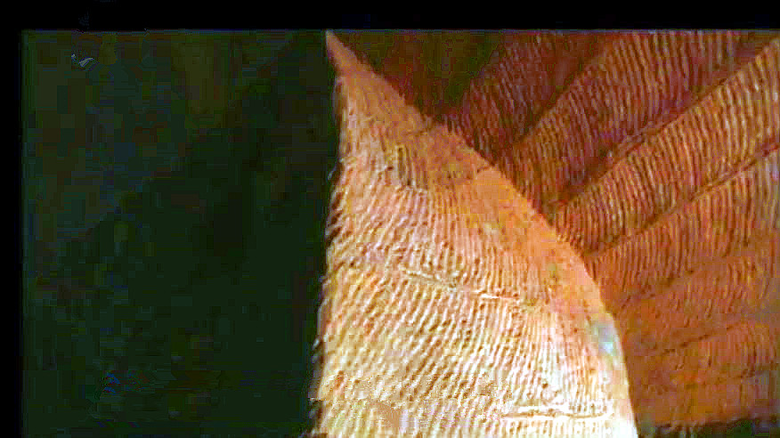 小水塘下藏着巨大山洞,水塘抽干水后专家竟然发现宫殿