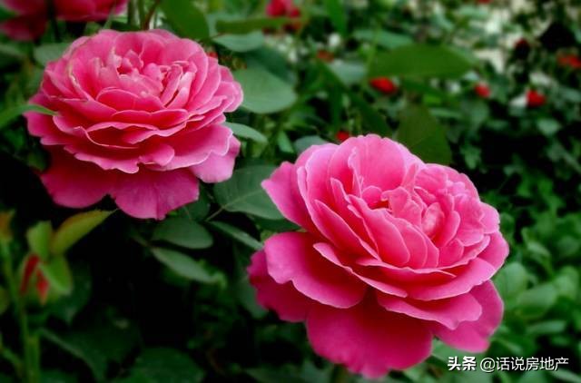 养好花六大关键十年养花经验总结,各种花卉养花技巧知识大全合集