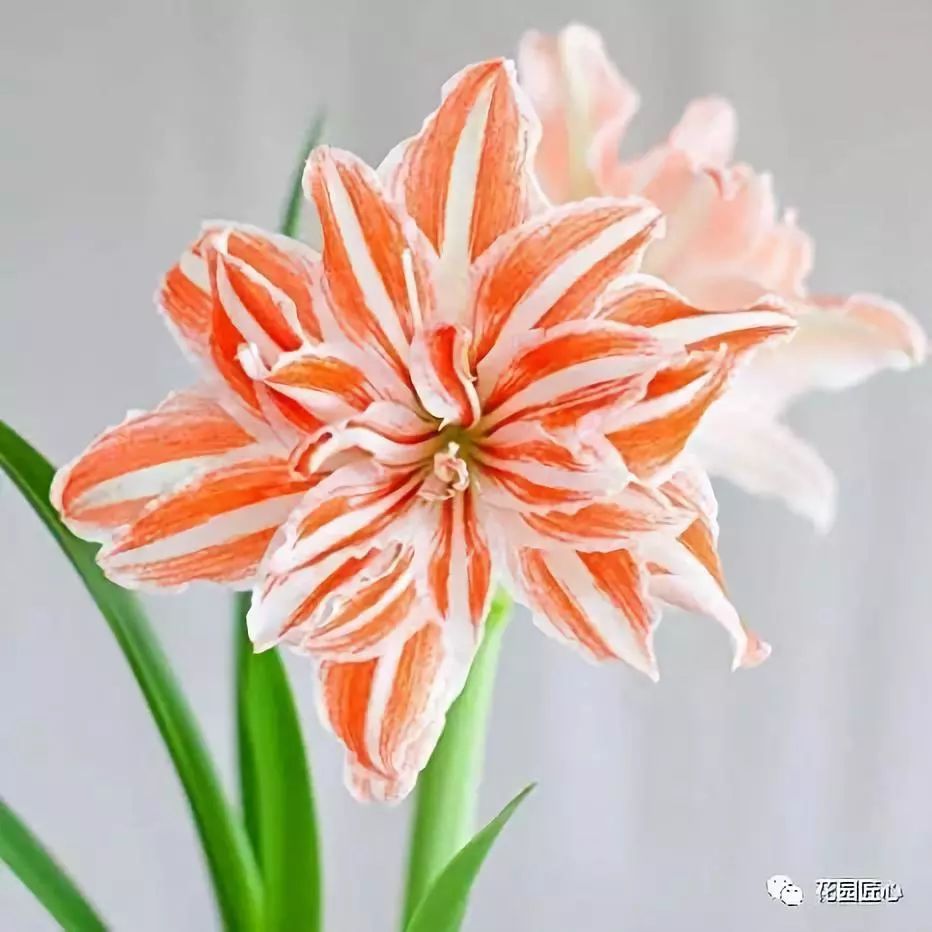 朱顶红为什么老是烂球,怎么才能让朱顶红不生小球