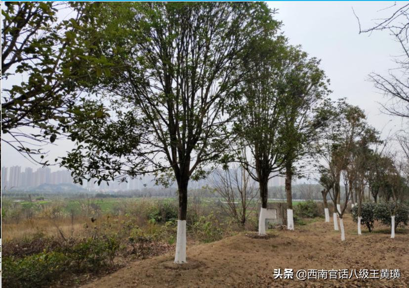 重庆两江竞技足球俱乐部基地现状,重庆两江龙兴足球俱乐部主场氛围