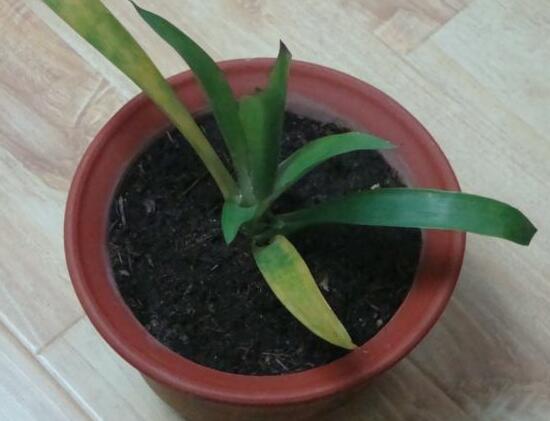 鸿运当头一直不开花是什么原因,鸿运当头怎么不开花