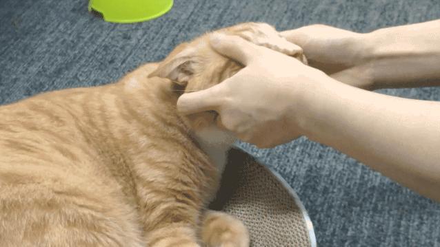 撸猫为什么会产生愉悦感,为什么撸猫会让人舒缓