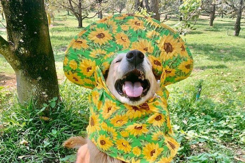 泰国网红金毛,泰国狗金毛