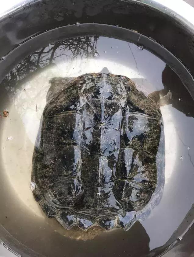 养殖龟品种大全宠物龟的养殖前景,养殖龟品种大全及价格