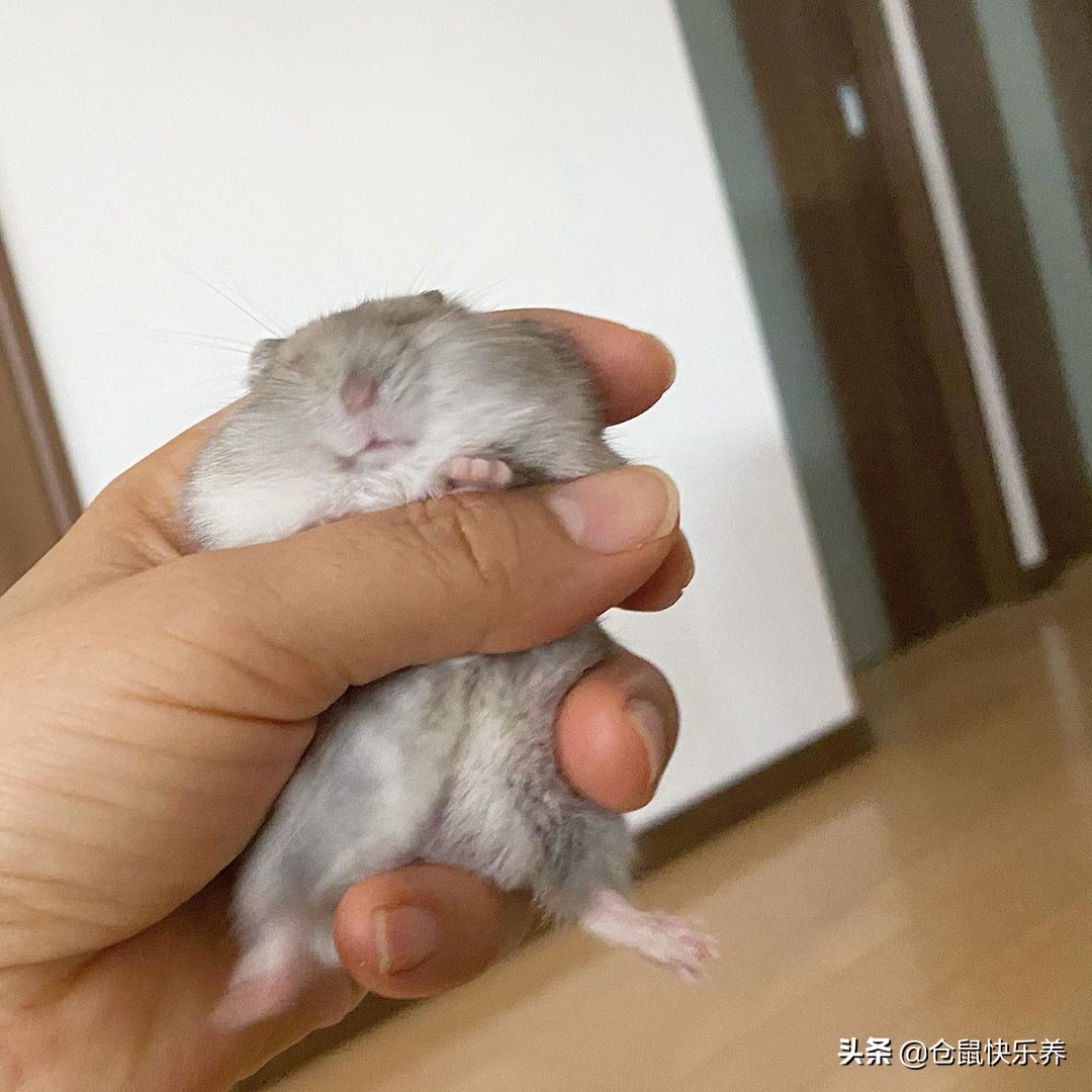 仓鼠趁主人不注意去野餐,仓鼠藏粮食被发现