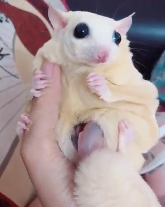 女子看朋友养的蜜袋鼯，却发现肚子鼓鼓的，掏开一瞧赶紧缩回手