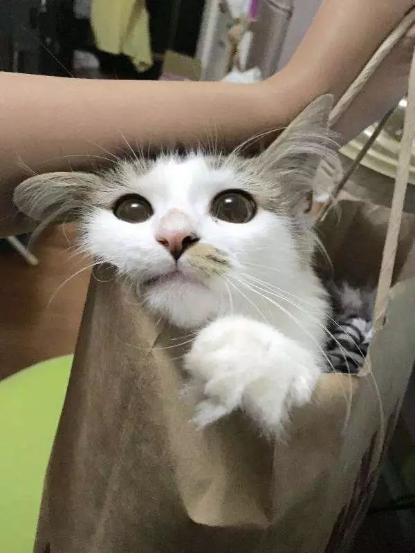 “乱买东西，猫骂了我三天！”