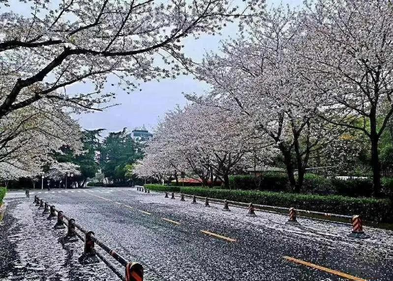 是心动啊，樱樱樱樱樱樱樱樱樱