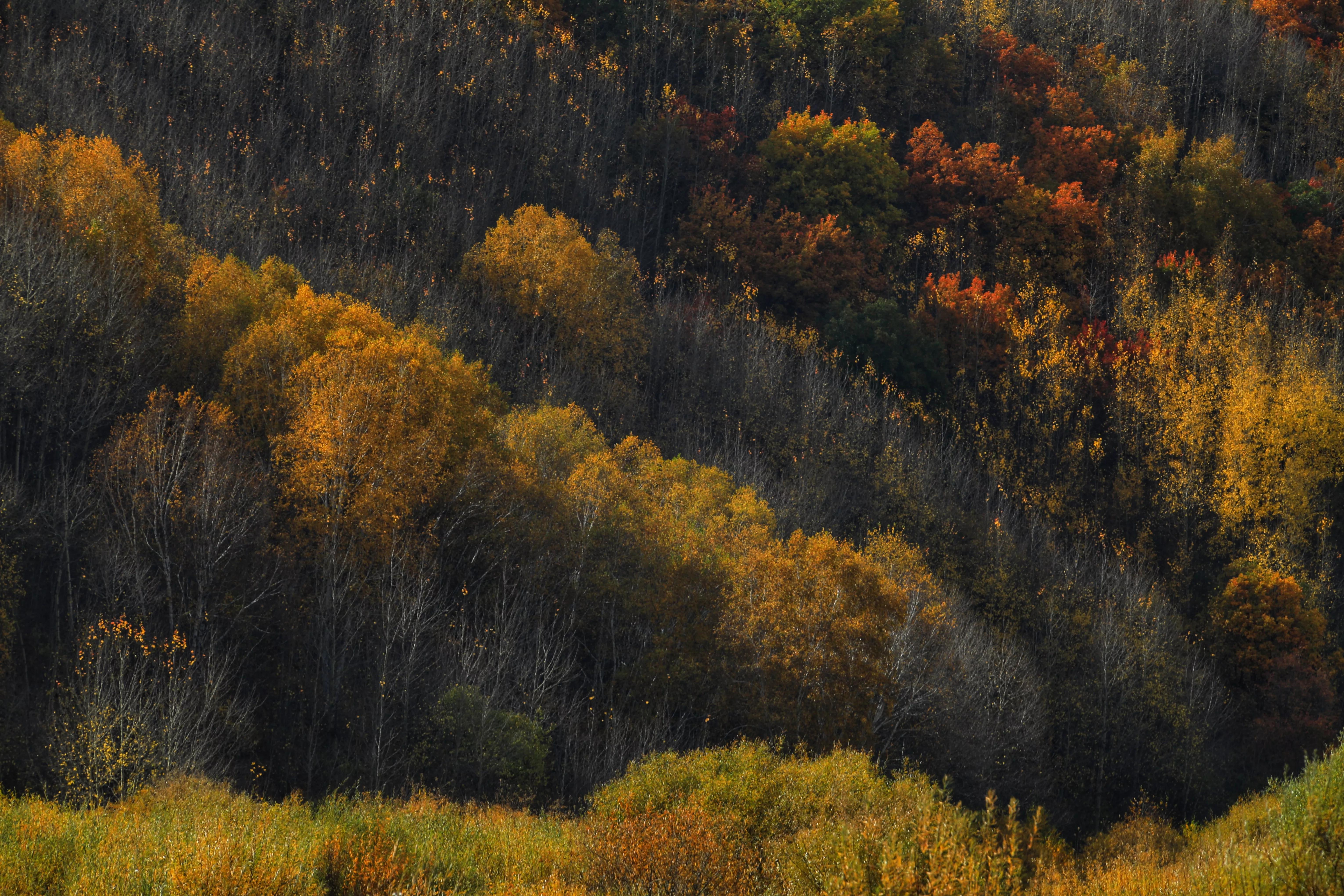 坝上秋色草原,坝上草原游记作文