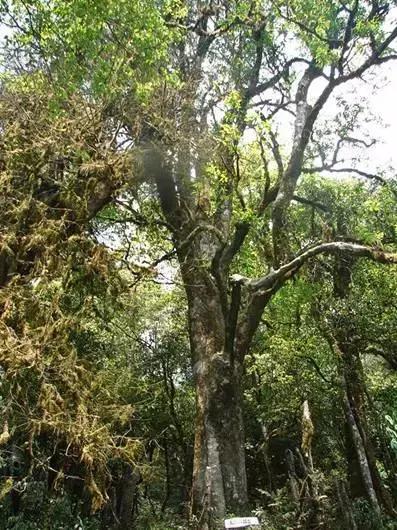 中国六大普洱茶山,普洱真正的六大茶山