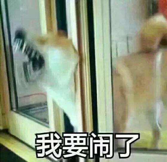 养纯种还是混血狗,养纯种狗