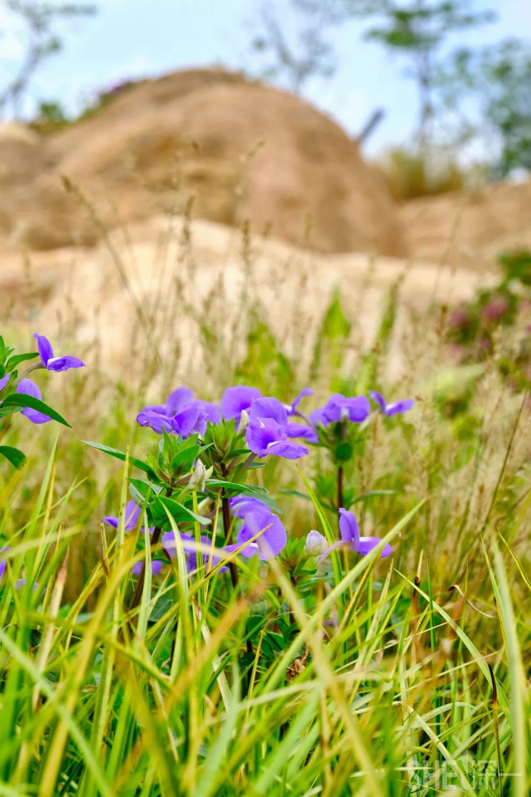 深圳龙华公园对外开放了吗,深圳市龙华新开的公园