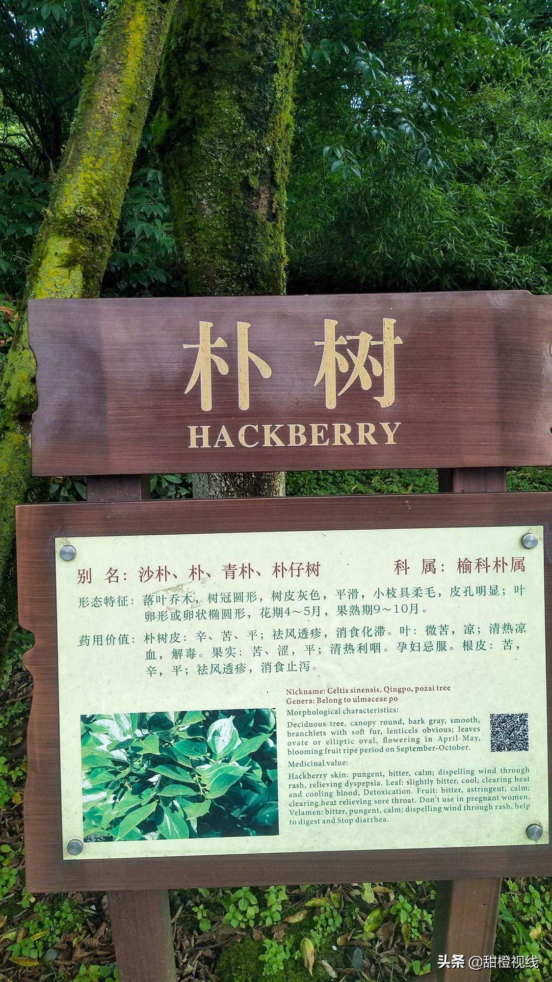 峨眉山七里坪周边有什么景点,峨眉半山七里坪网红打卡地