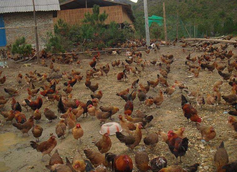 别让霉菌毒素偷走你的养殖利润,霉菌防治小知识