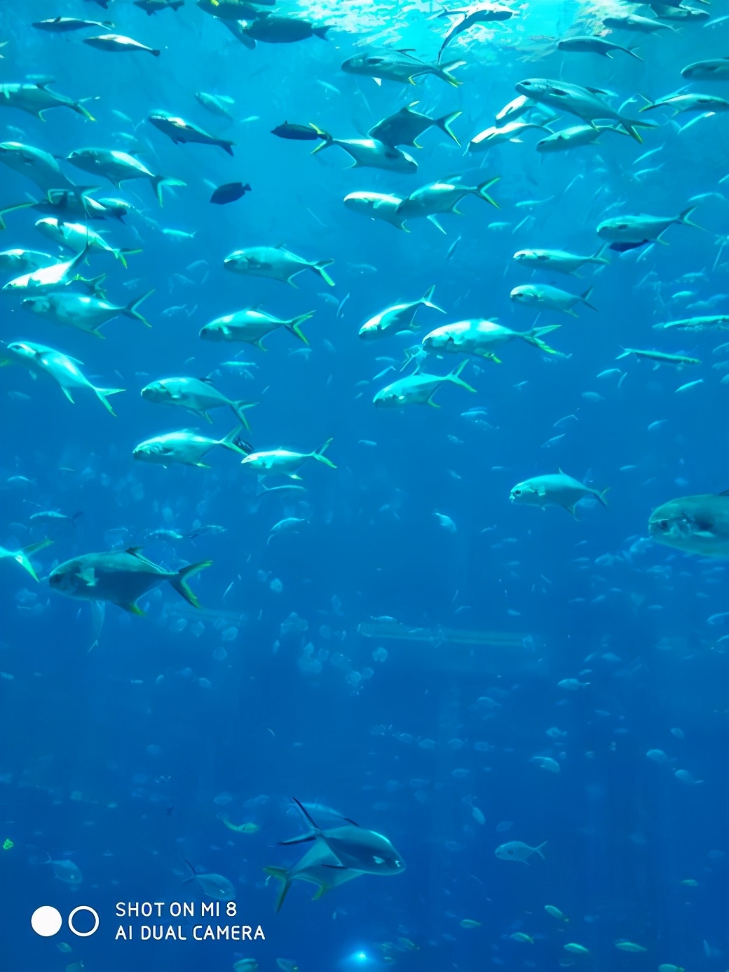 上九天揽月,下五洋捉鳖。看二孩老父亲如何带全家打卡亚特兰蒂斯