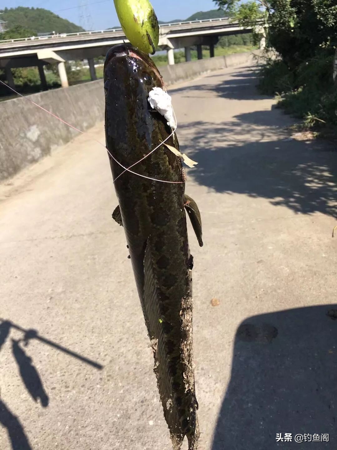 路亚新手钓黑鱼装备推荐,路亚黑鱼纺车轮选3000还是4000