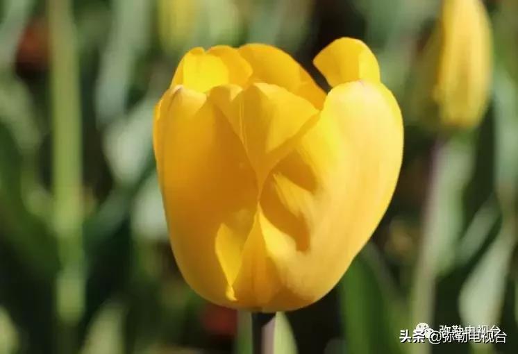 太热闹!弥勒花海、人海、车海、舞海...这些人上镜了!