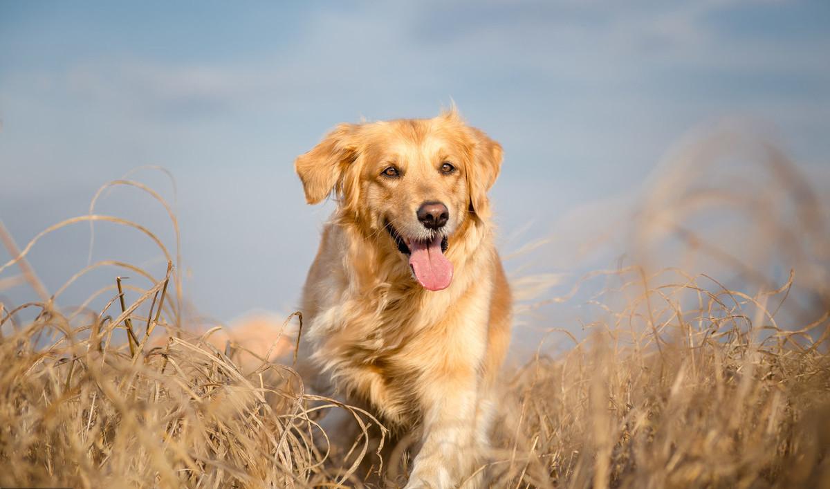 狗狗吃了驱虫药没拉虫子怎么回事,狗狗吃了驱虫药没有食欲拉稀