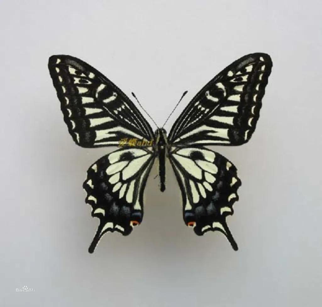 经典植物动物科普,常见植物对应的动物