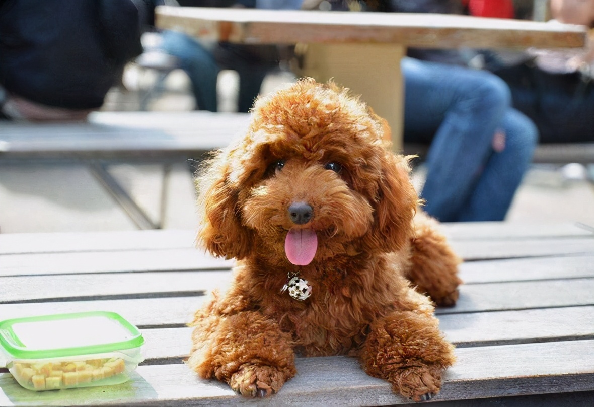 泰迪犯了错误怎么办,泰迪出现这几个行为是在守护你