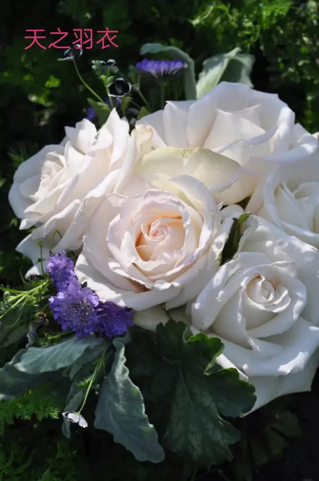 木村卓功推荐的月季,木村卓功月季