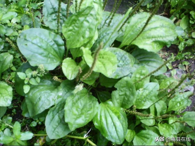 农村比较常见的中草药,农村不可碰的十种草药