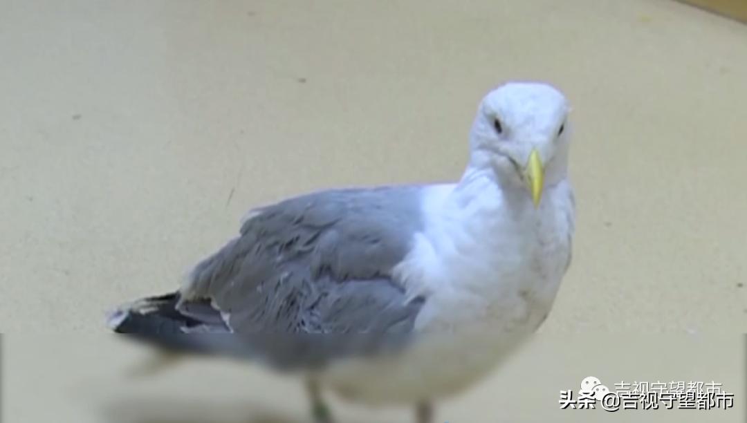 野生银鸥腿骨折，医生手术治疗