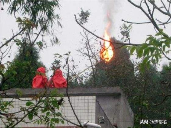 入侵美国的物种,成功入侵美国的三种昆虫