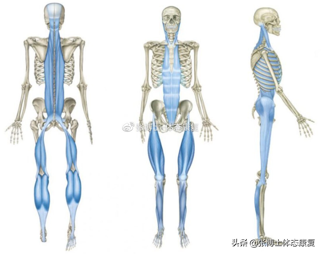 骨盆前倾造成的错位,单侧骨盆倾斜矫正方法