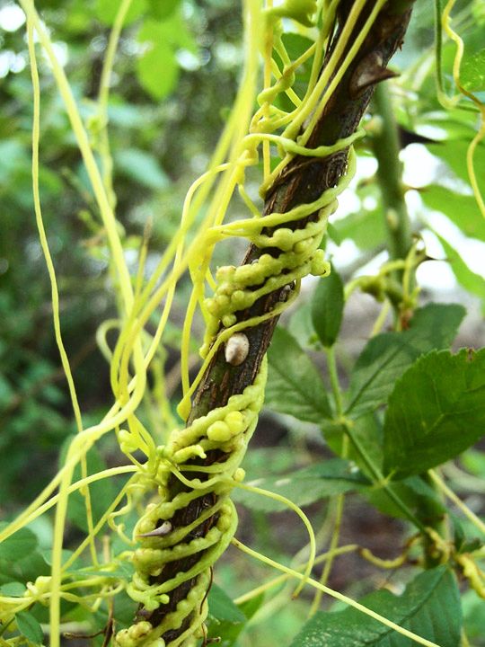 房顶长出杂草怎样消灭,墙里长出的草怎么清除